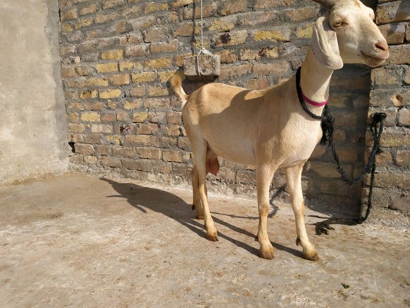 Goat for sale 7