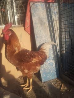 roosters male murge