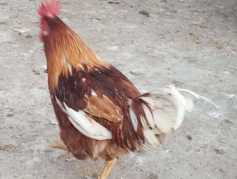 roosters male murge 8