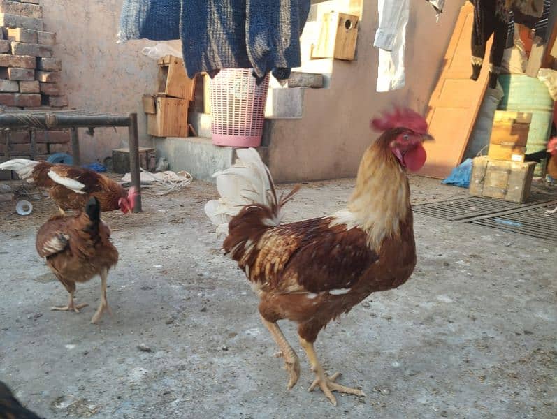 roosters male murge 10