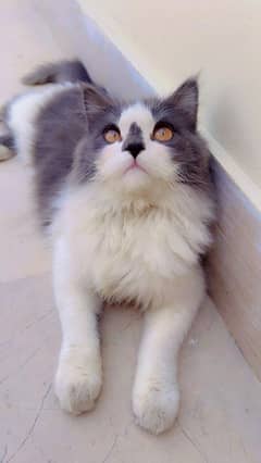 Pure Punch Face Persian Female