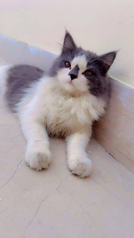 Pure doll Face Persian Female 1