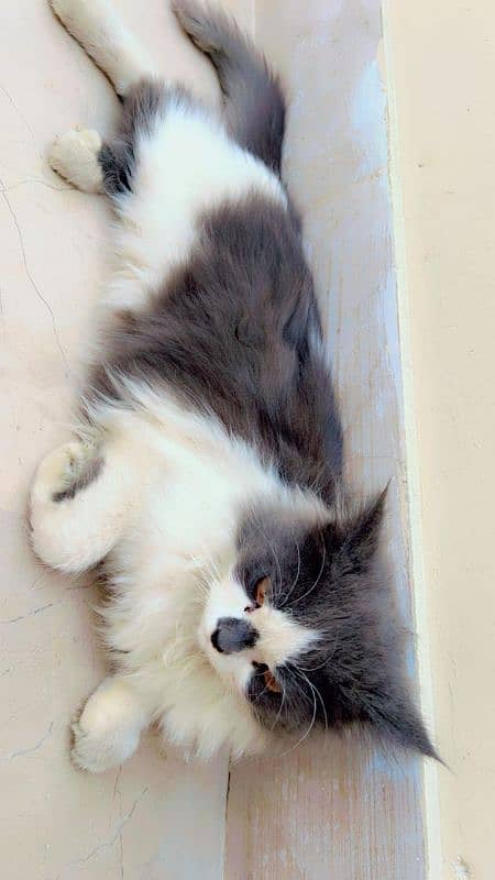 Pure doll Face Persian Female 5