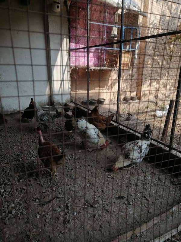 hens for sale 3