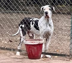 Harlequin Great Dane Male for stud