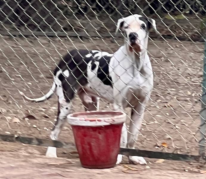 Harlequin Great Dane Male for stud 0