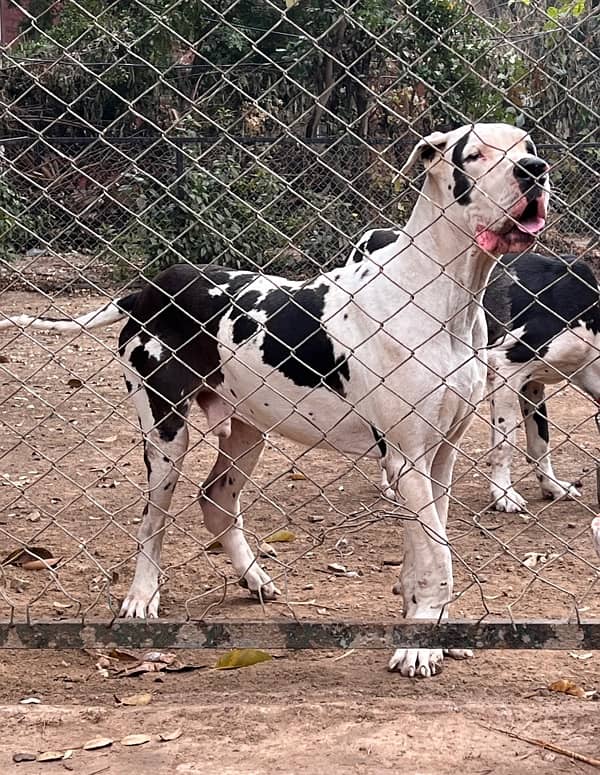 Harlequin Great Dane Male for stud 1