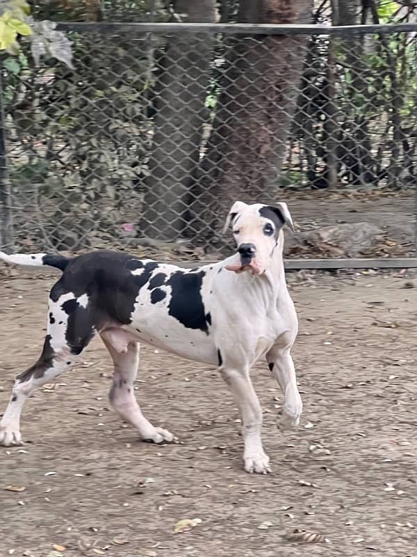 Harlequin Great Dane Male for stud 2