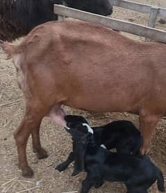 Desi Goat with 2 Females baby