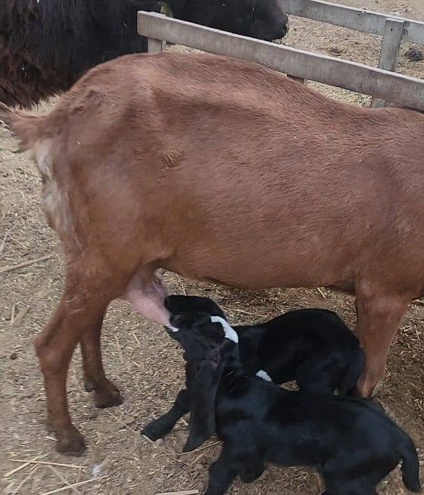 Desi Goat with 2 Females baby 0