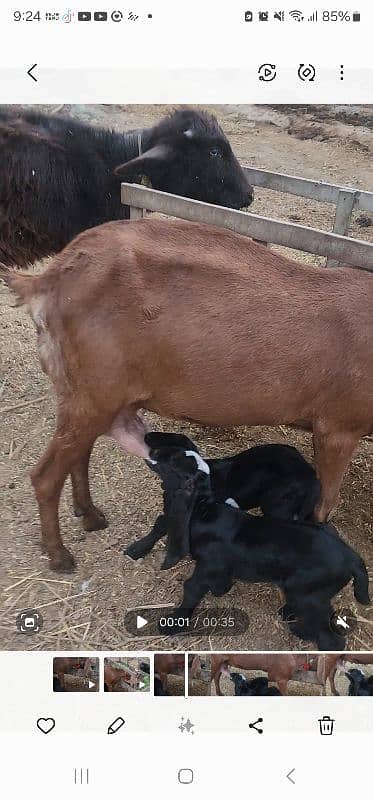 Desi Goat with 2 Females baby 1