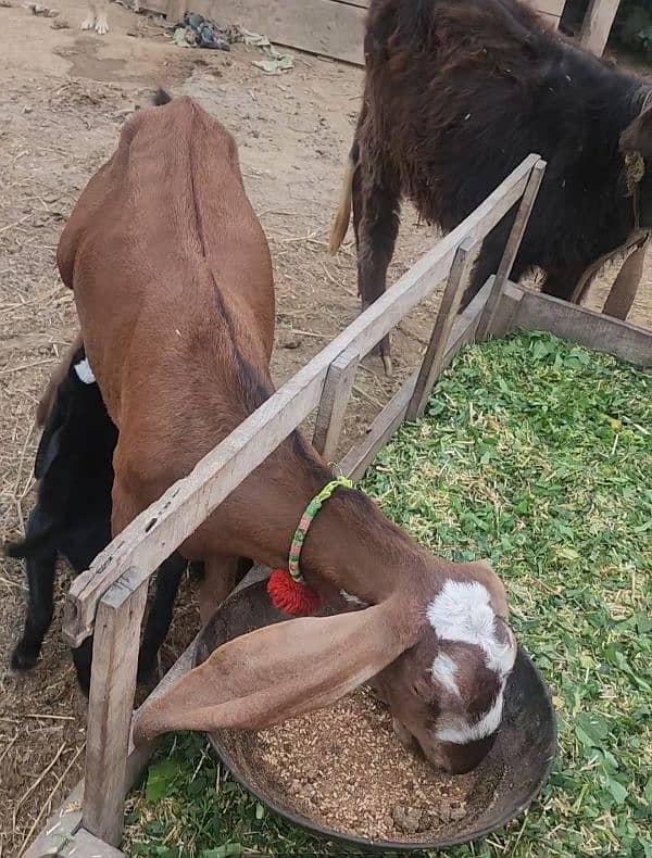 Desi Goat with 2 Females baby 3