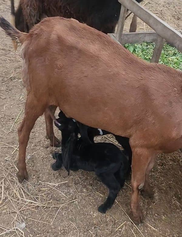 Desi Goat with 2 Females baby 4