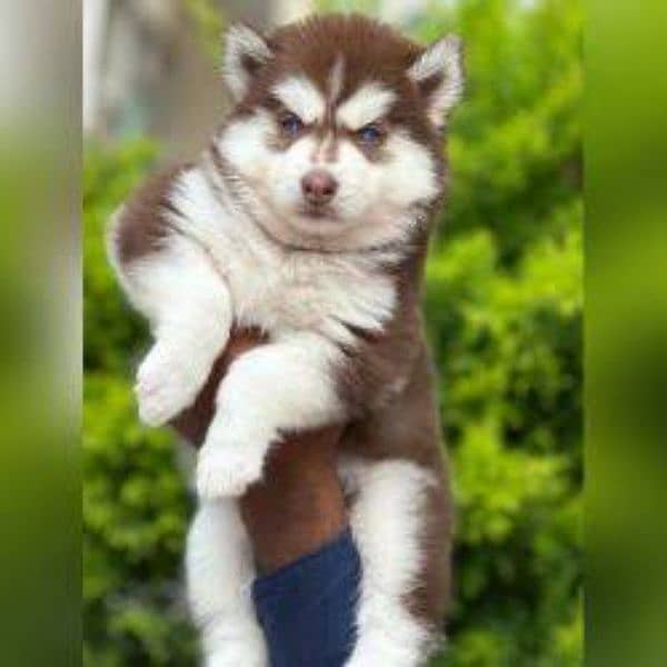 Siberian husky for sale. fully vaccinated active and healthy 1