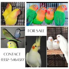 All Birds for sale