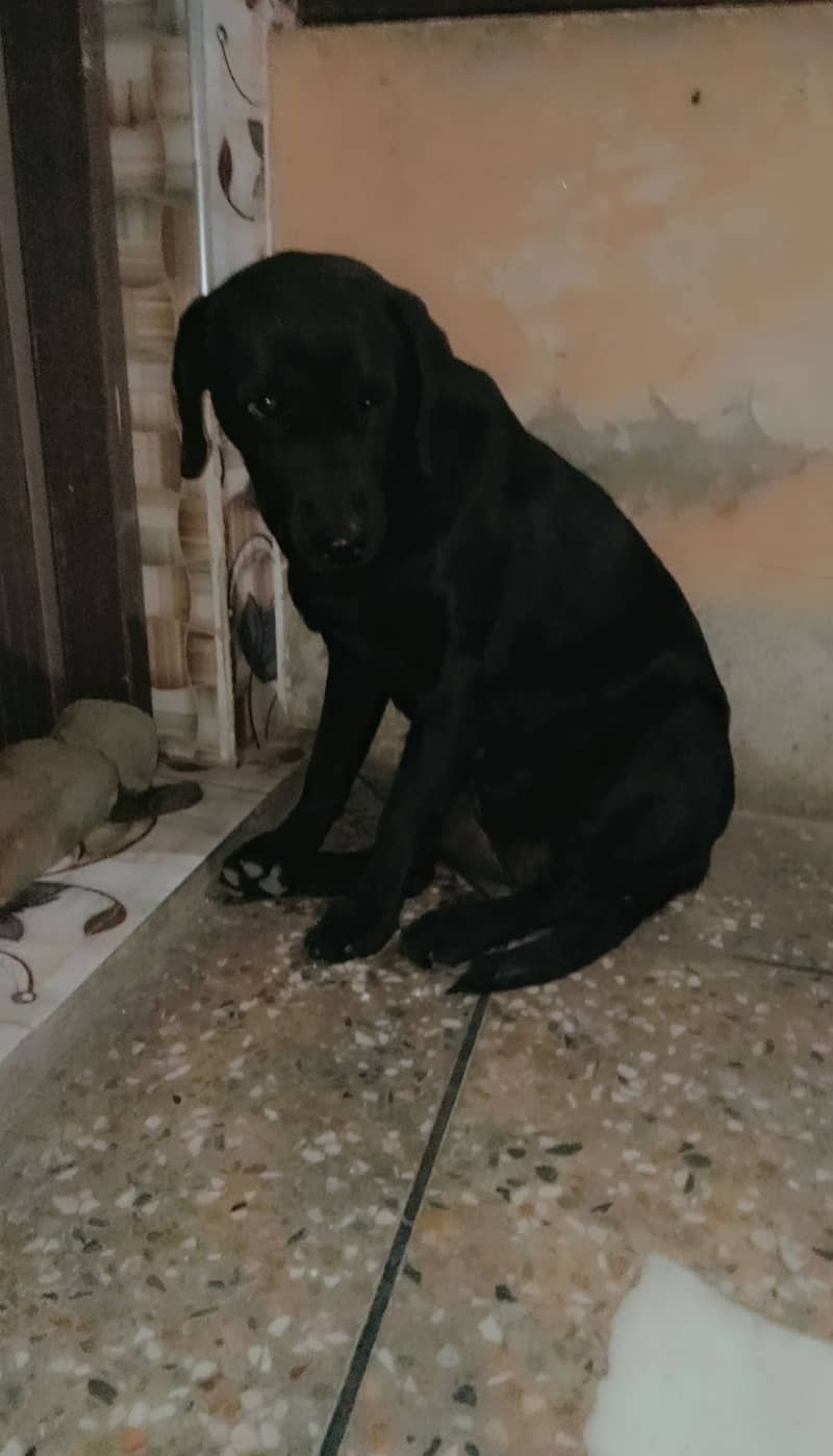 Labrador breeder female 0