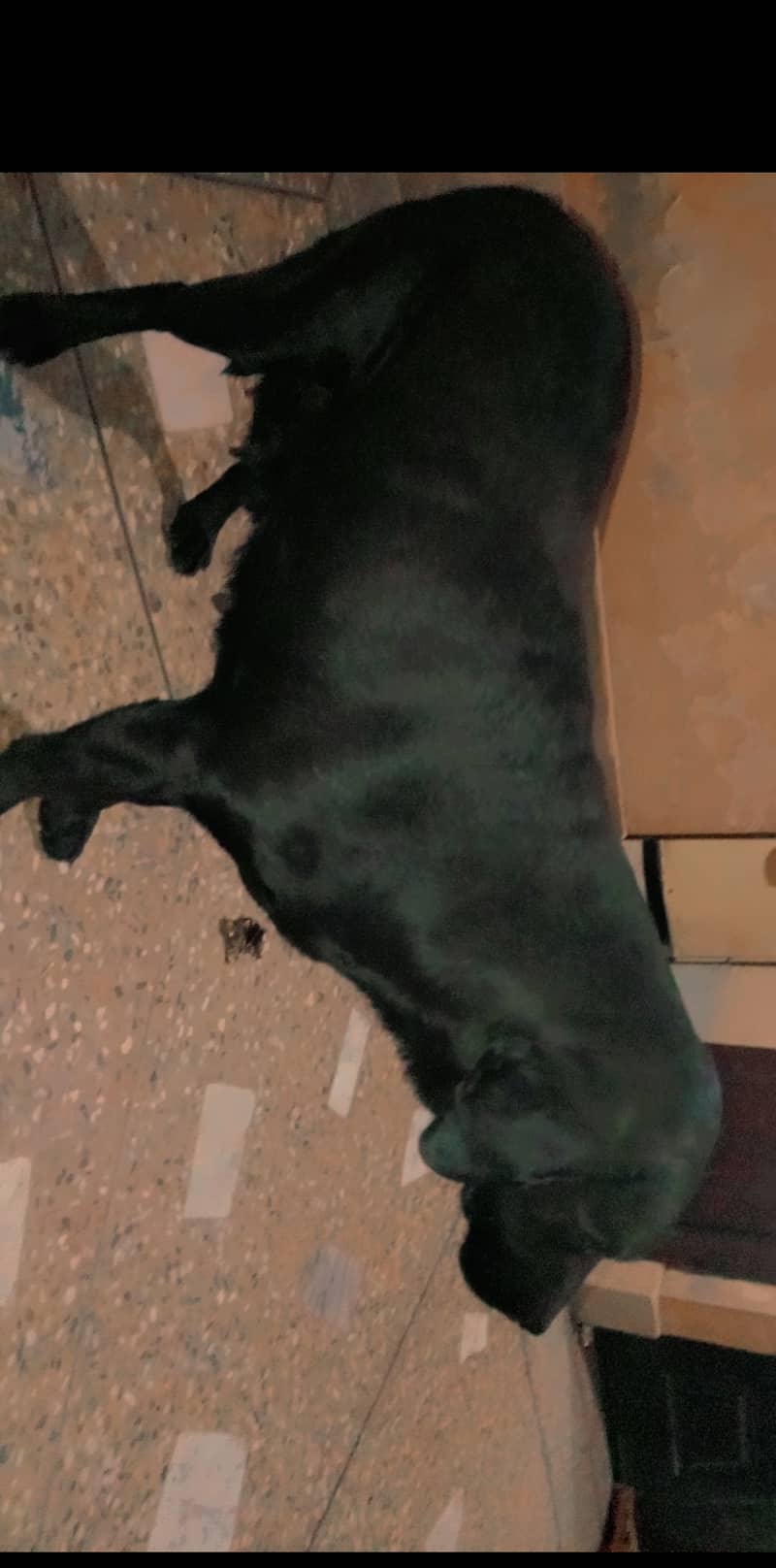 Labrador breeder female 1