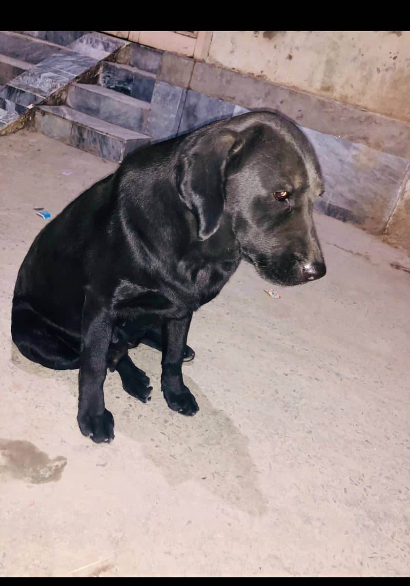 Labrador breeder female 2