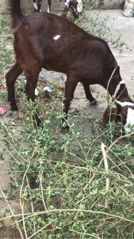 desi betal cross bakri for sale 0.3. 1.2. 5.6. 2.2. 9.5. 1 0