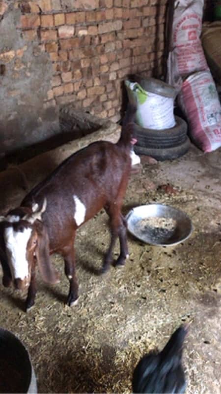 desi betal cross bakri for sale 0.3. 1.2. 5.6. 2.2. 9.5. 1 6