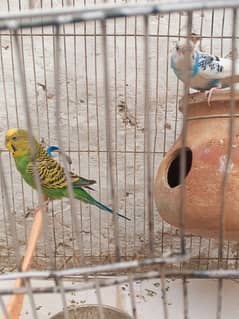 Budgie Pair For sale 03176966044 what'sapp