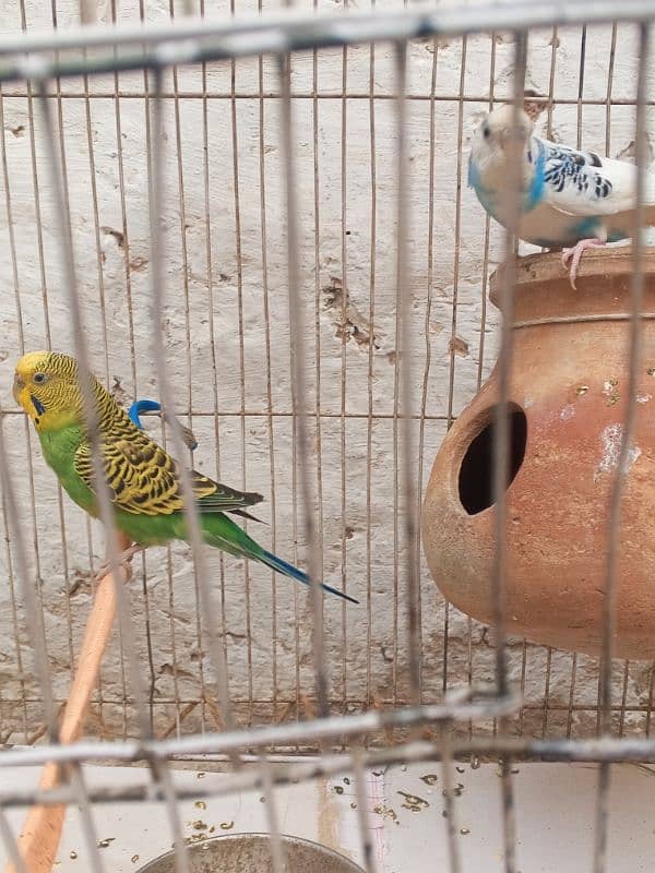 Budgie Pair For sale 03176966044 what'sapp 0