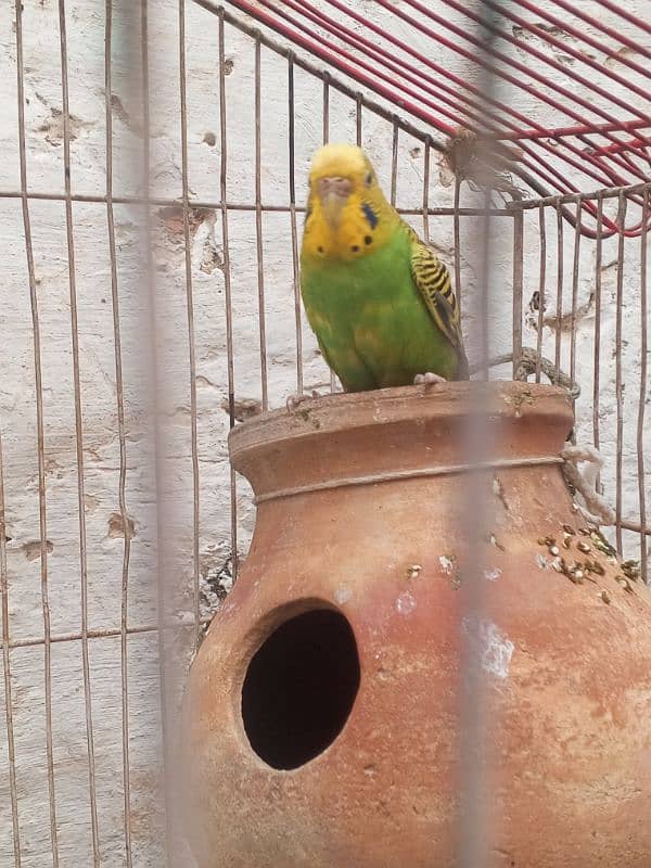 Budgie Pair For sale 03176966044 what'sapp 1