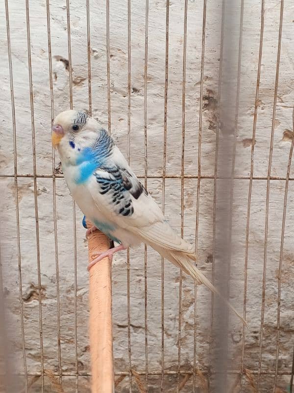 Budgie Pair For sale 03176966044 what'sapp 2