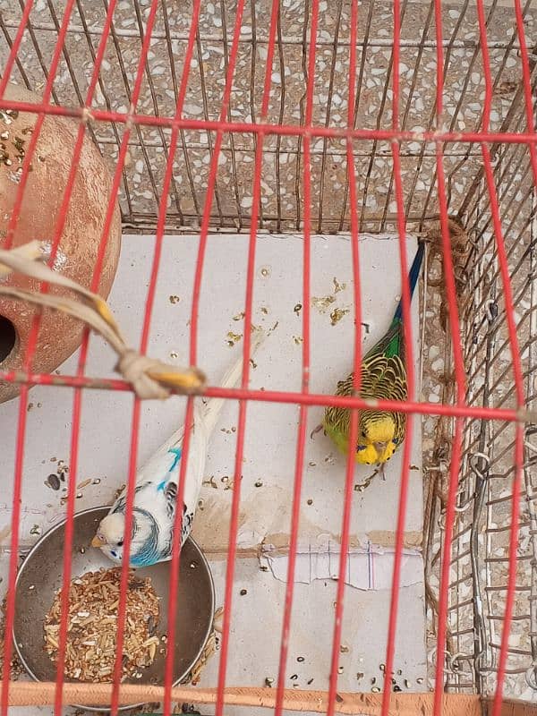 Budgie Pair For sale 03176966044 what'sapp 3