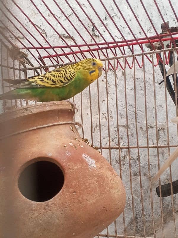 Budgie Pair For sale 03176966044 what'sapp 4