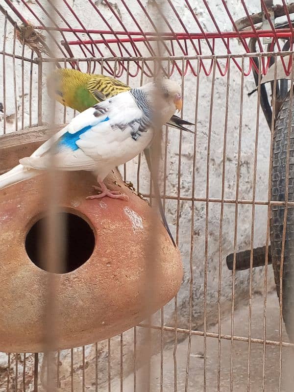 Budgie Pair For sale 03176966044 what'sapp 5