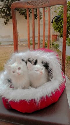 long hair double cout eyes color blue and grey washroom trained