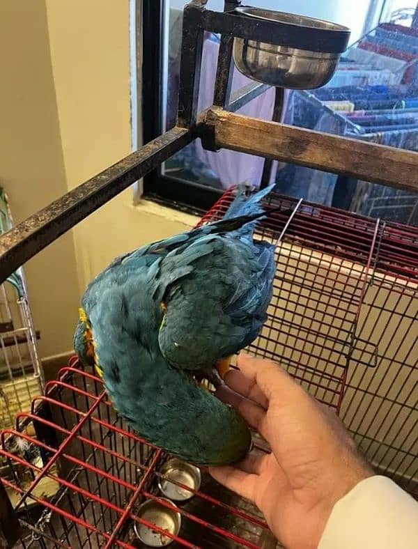 blue macaw parrot chips for sale 0336+14+38+647 2