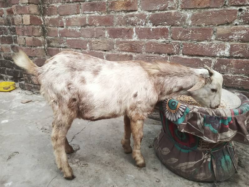 tadi bakra | teday male l  | goat for sale 0