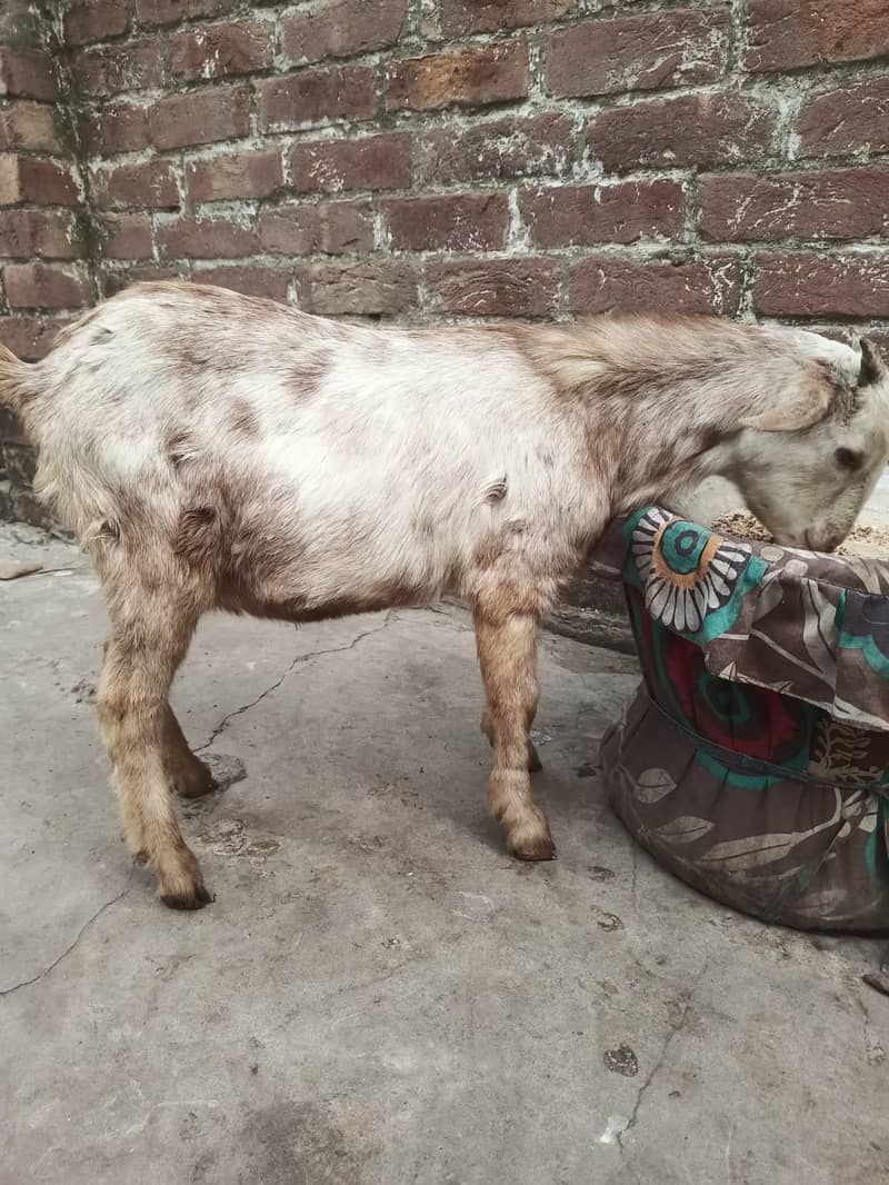 tadi bakra | teday male l  | goat for sale 1