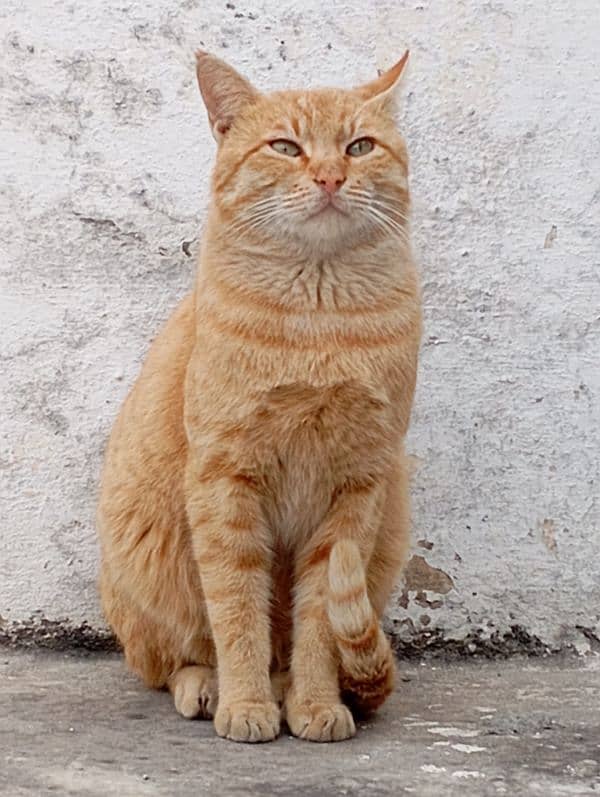 Ginger Cat 1