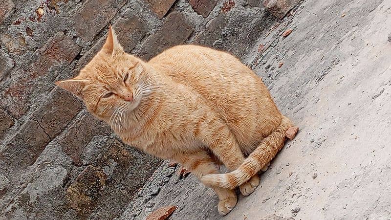 Ginger Cat 2