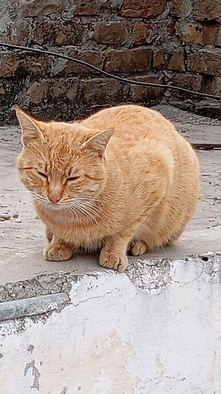 Ginger Cat 5