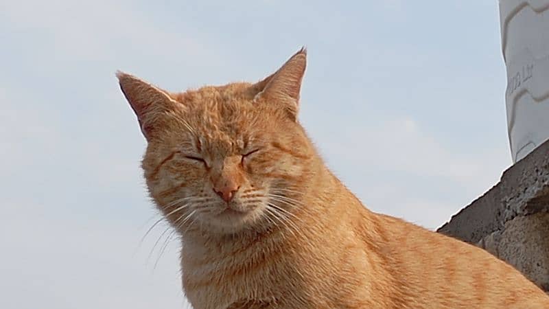 Ginger Cat 9