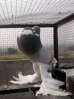 Blue pied Pouter female for sale ring bird