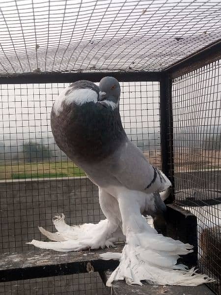 Blue pied Pouter female for sale ring bird 0