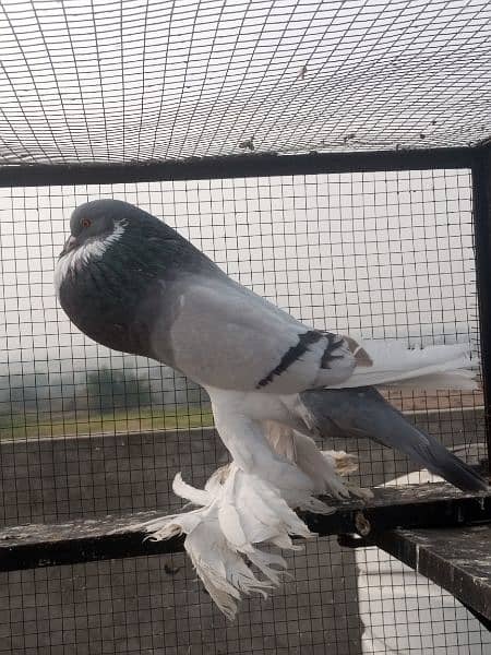 Blue pied Pouter female for sale ring bird 1