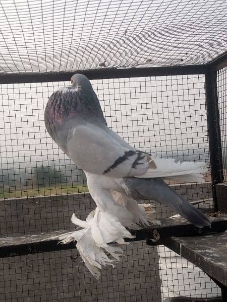 Blue pied Pouter female for sale ring bird 2