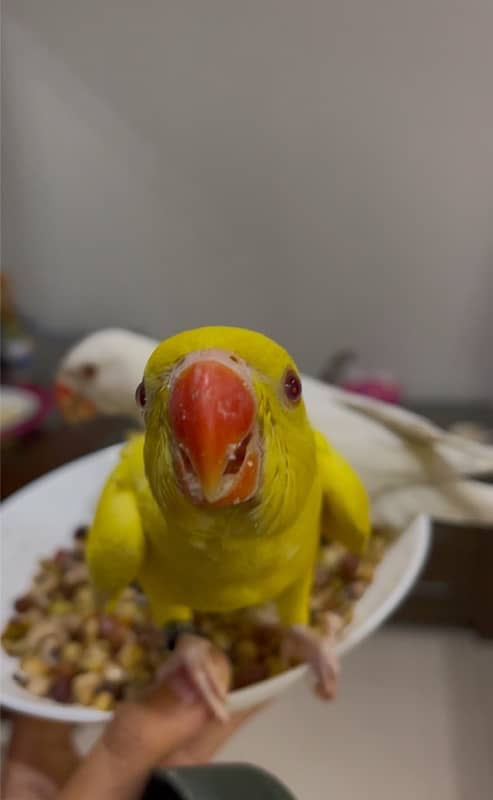 yellow hand tamed  parrot for sale 0