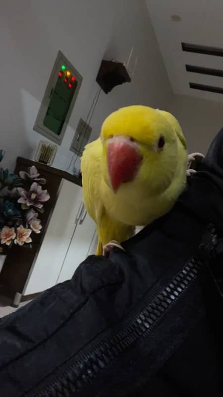 yellow hand tamed  parrot for sale 1