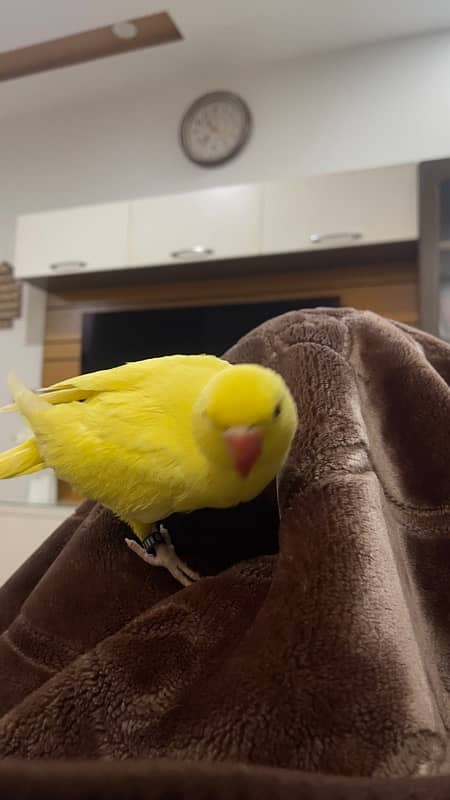 yellow hand tamed  parrot for sale 2