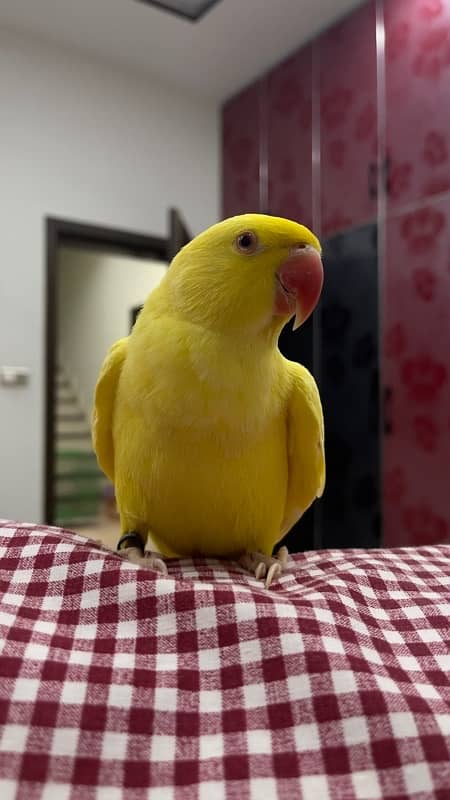 yellow hand tamed  parrot for sale 3