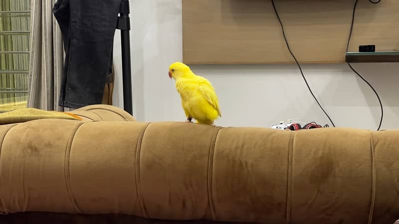 yellow hand tamed  parrot for sale 5