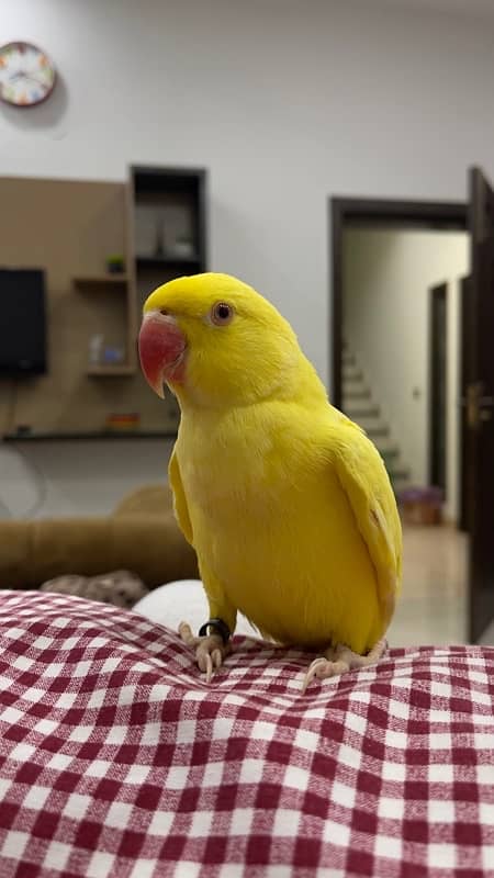 yellow hand tamed  parrot for sale 6