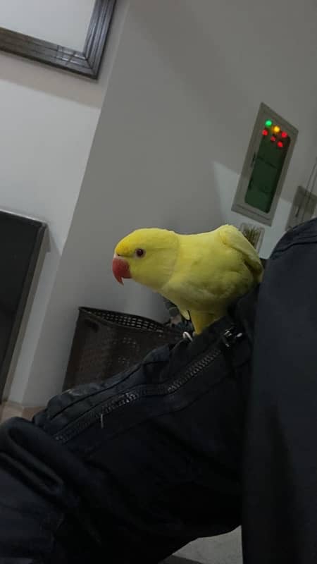 yellow hand tamed  parrot for sale 7